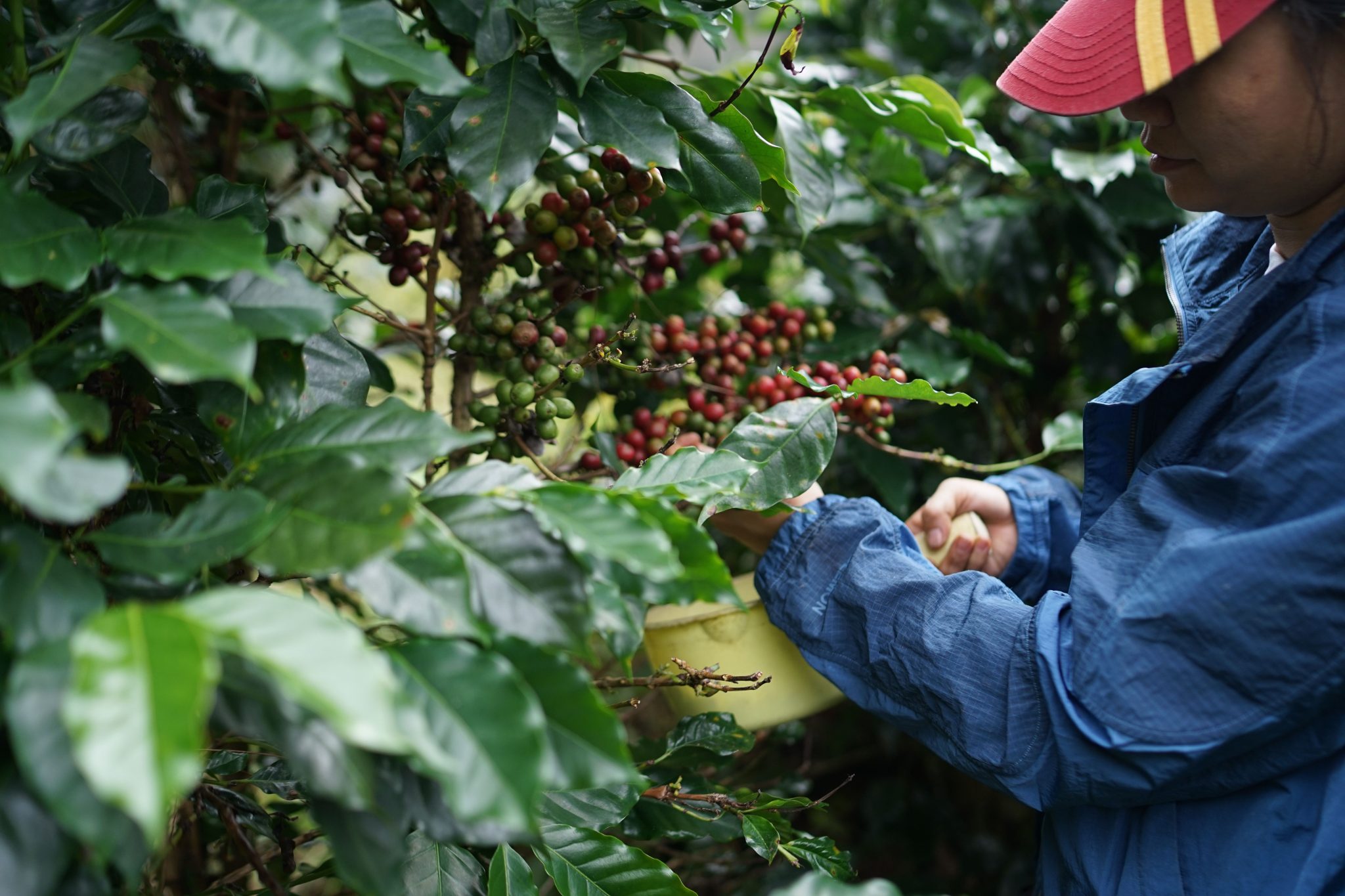 Cerezas de café recién recogidas