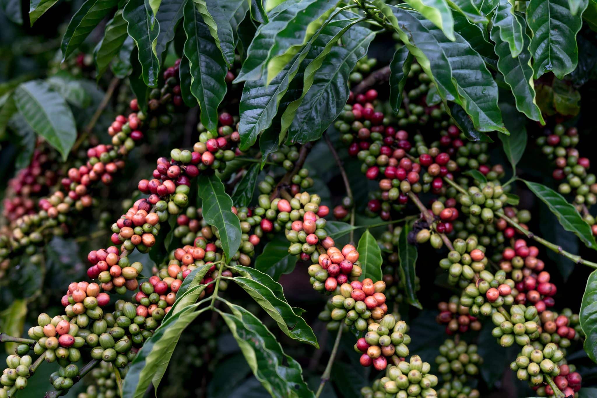 Cafetal · Supremo